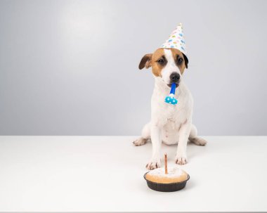 Komik köpek Jack Russell Terrier doğum günü şapkası takmış elinde beyaz bir arka planda düdük tutuyordu. Yavru köpek, Candle Pie 'ın önündeki masaya oturur..