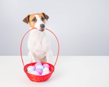 Jack Russell Terrier köpeği beyaz arka planda paskalya için renkli yumurtalarla dolu kırmızı bir sepet tutuyor..