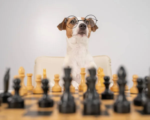 Smart dog jack russell terrier in glasses plays chess on a white background