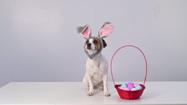 Jack russell terrier dog in bunny ears with a basket of painted Easter eggs on a white background. Traditional catholic holiday.
