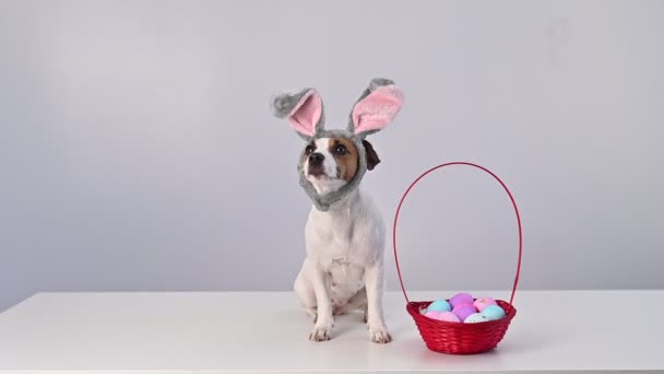 鲁塞尔 一只兔子耳朵里的小狗 带着一篮子白色背景的彩绘复活节彩蛋 传统的天主教假日 — 图库视频影像