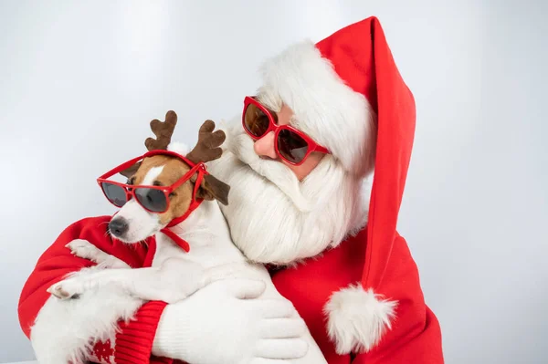 Retrato Santa Claus Óculos Sol Cão Jack Russell Terrier Rudolf — Fotografia de Stock