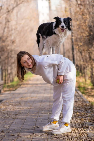 黒と白のボーダーコリー犬は 秋の公園で散歩中の愛人の後ろに立っています — ストック写真