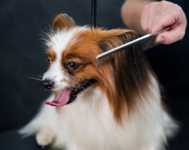 Beyaz kadın bir köpeği tarıyor. Papillon Continental Spaniel 'in tımarda dili sarkıyor.