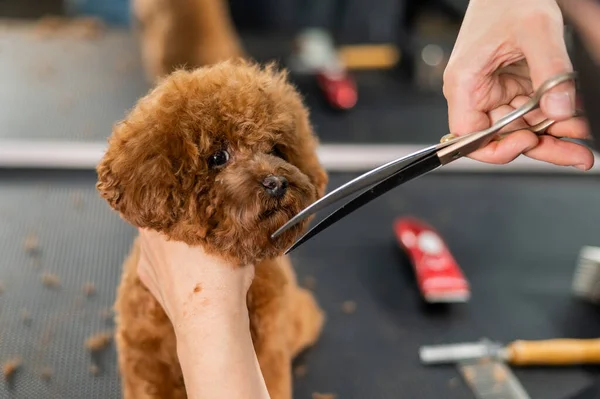 Woman Trimming Toy Poodle Scissors Grooming Salon — Stock Photo, Image