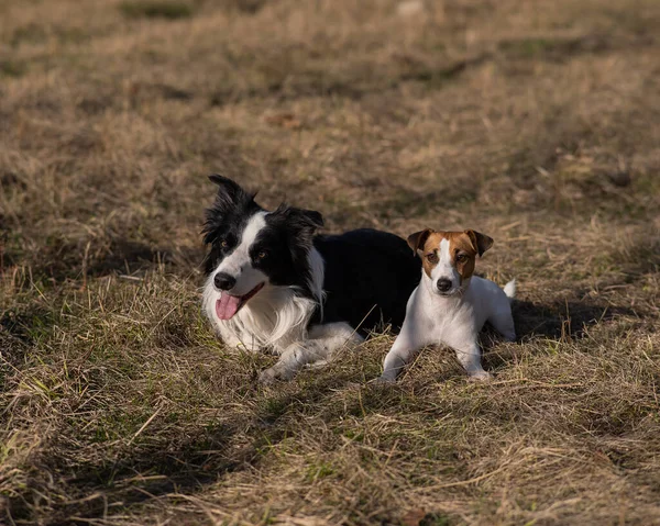 Dog jack russell terrier and border collie lie on yellow autumn grass
