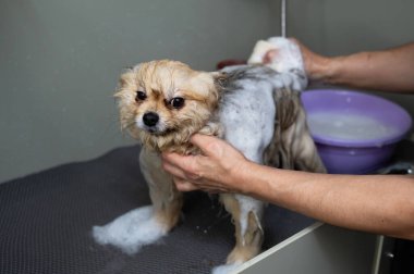 Bakımcı kadın köpeğini şampuanla yıkıyor.