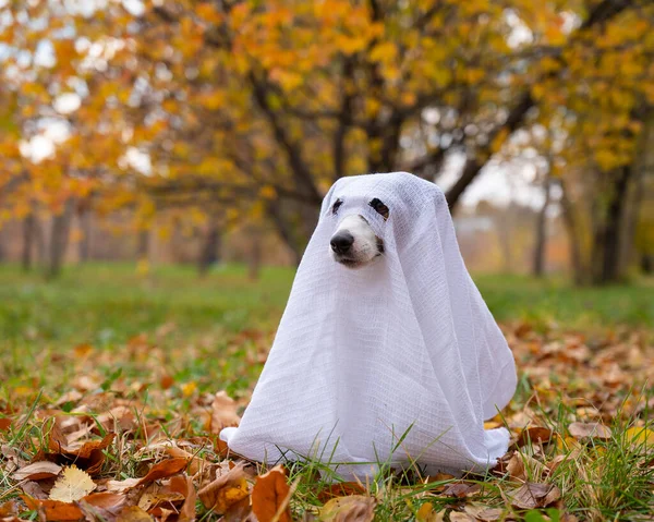 Jack Russell Terrier Pies Kostiumie Ducha Jesiennym Lesie — Zdjęcie stockowe