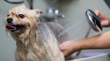 Bir kadın kuaförde şirin bir Pomeranya köpeği yıkıyor.