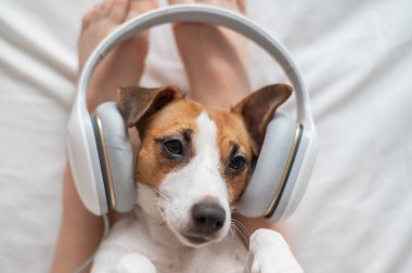 Şirin köpek Jack Russell Terrier sahibinin bacaklarının üzerinde sırt üstü uzanıyor ve kulaklıkla müzik dinliyor.