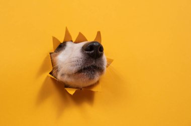 Jack Russell Terrier 'in burnu yırtılmış kağıt turuncu arka planda.