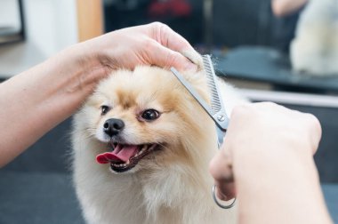Bir kadın makasla Pomeranya kesimi yapar. Kuaförde bir köpek.