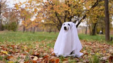Sonbahar ormanında hayalet kostümlü Jack Russell Terrier köpeği.