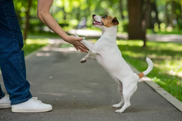 Jack Russell Terrier Cão Colocar Patas Sobre Proprietário Passeio Parque — Fotografia de Stock