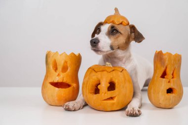 Balkabağı şapkalı Jack Russell Terrier köpeği ve beyaz arka planda üç balkabağı feneri.