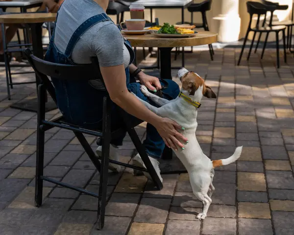 ジャック ラッセルがストリートカフェでオーナーに懇願 犬フレンドリーな屋外カフェで朝食を食べる女性 — ストック写真