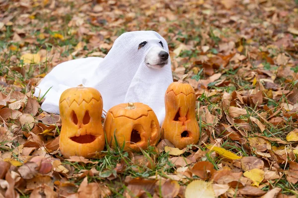 Dog Jack Russell Terrier Traje Fantasma Com Abóboras Jack Lanterna — Fotografia de Stock