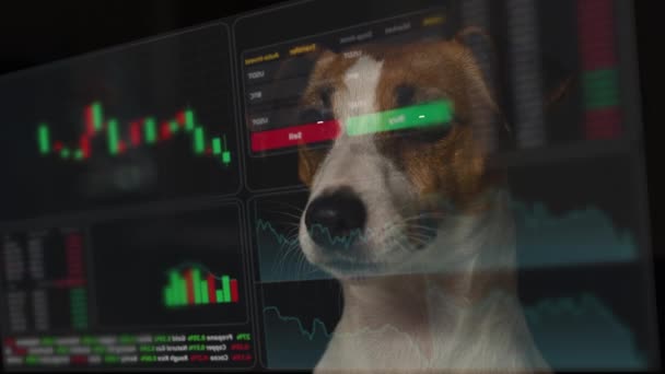 Jack Russell Terrier Hund Betrachtet Das Hud Menü Aktiendiagramme Maklerterminal — Stockvideo