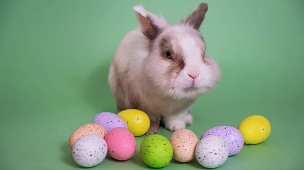 复活节兔子 绿色背景 彩绘彩蛋 — 图库照片