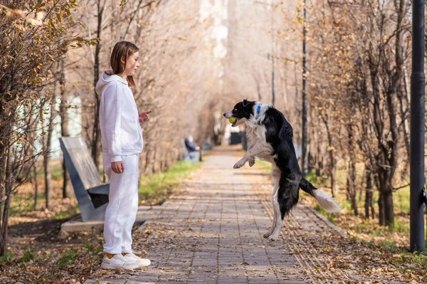 Caucasian Woman Walking Dog Park Autumn Border Collie Jumps Very — Foto Stock
