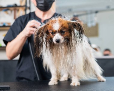 Beyaz bir kadın köpeği kurutuyor. Papillon Continental Spaniel kuaförde