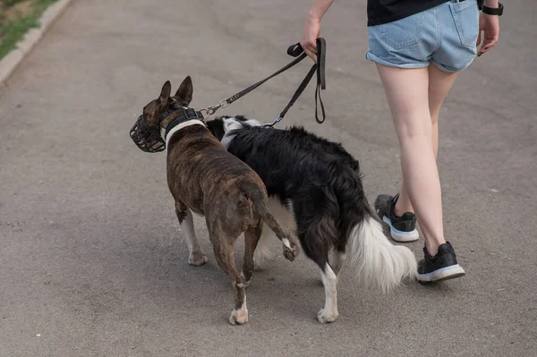 Woman Walks Dogs Close Female Legs Border Collie Bull Terrier — Stock Photo, Image