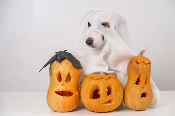 Jack Russell Cão Terrier Traje Fantasma Três Jack Lanternas Fundo — Fotografia de Stock