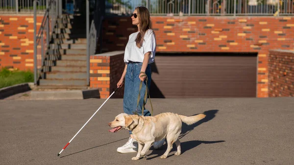 盲人行走导盲犬 — 图库照片