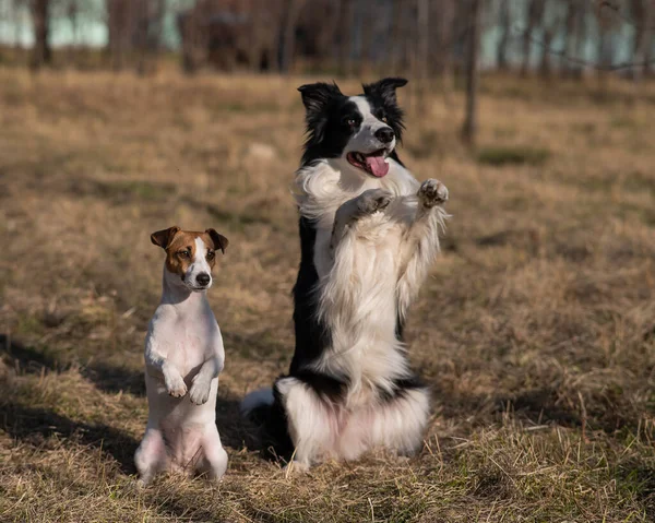 stock image Border collie dog and jack russell terrier walk in the park in autumn