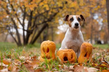 Sonbahar ormanında balkabağı kabaklı köpek Jack Russell Terrier.