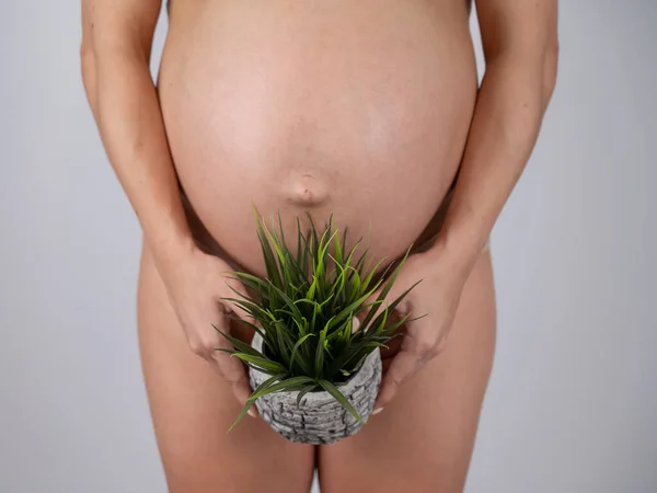 Ansiktslös Gravid Kvinna Som Håller Växt Metafor För Epilering Bikini — Stockfoto
