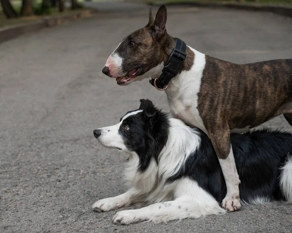 Two dogs are hugging on a walk. Border collie and bull terrier