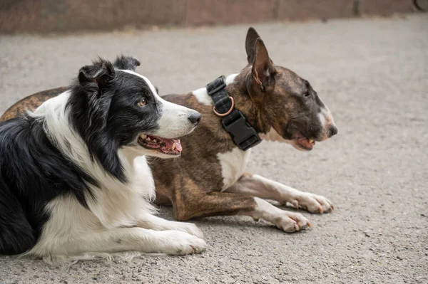 Bull Terrier Border Collie Estão Livre Dois Cães Uma Caminhada — Fotografia de Stock
