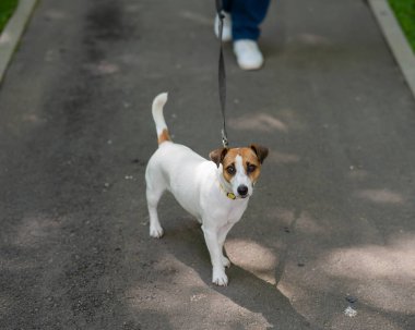 Jack Russell Terrier köpeği parkta yürürken tasmasını sıkıca tutuyor.