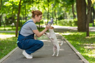 Jack Russell Terrier sahibi için komutayı yürütür.