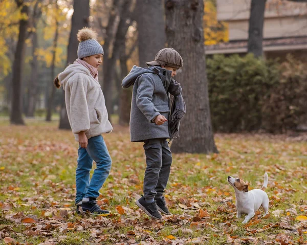 Caucasian Children Walking Jack Russell Terrier Autumn Park Boy Girl — Stock Photo, Image