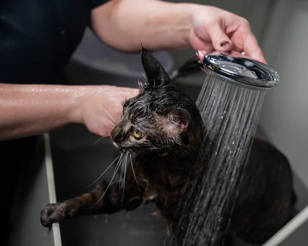 Woman washing a tabby gray cat in a grooming salon