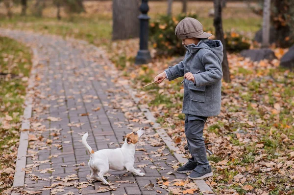 秋の公園を散歩する犬と遊ぶ白人の少年 — ストック写真