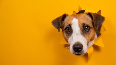 Komik köpek Jack Russell Terrier kağıt turuncu arka planda bir delikten sarkıyor.