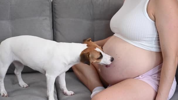 Una Donna Incinta Siede Divano Con Cane Jack Russell Terrier — Video Stock