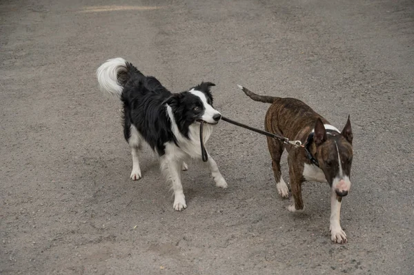 Пограничный Колли Ведет Бультерьера Поводок Одна Собака Выгуливает Другую — стоковое фото