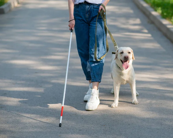 stock image Close-up of female legs with tactile cane and guide dog in the park