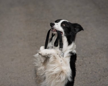 Border collie açık havada ağzında tasma tutuyor.