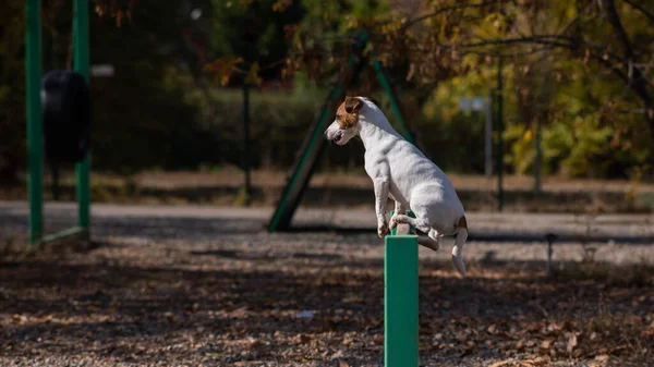 Jack Russell Terrier Hund Springt Auf Einem Hundespielplatz Über Eine — Stockfoto