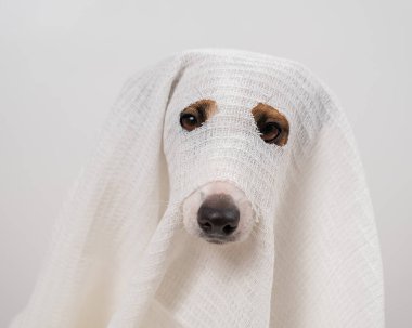 Beyaz arka planda hayalet kostümlü köpek Jack Russell Terrier.