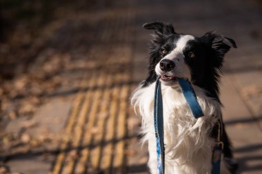 Border collie, sonbahar parkında yürürken ağzında bir tasma tutuyor.