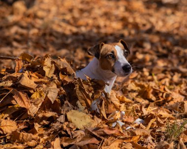 Jack Russell Terrier 'ın sarı yapraklı köpeği.