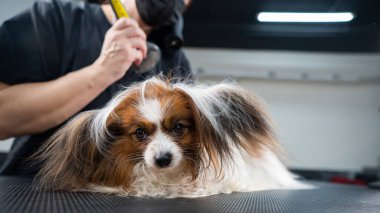 Bir kadın bir köpeğin önlüğünü tarıyor. Papillon Continental Spaniel 'in kuafördeki portresi