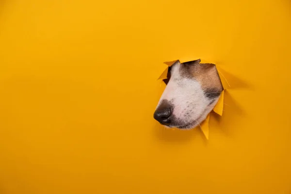 Jack Russell Terrier dog nose sticking out of torn paper orange background