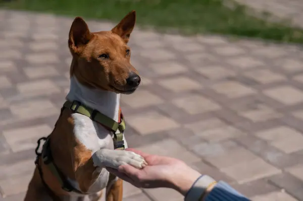 Basenji gives a paw to the mistress on a walk. African non-barking dog